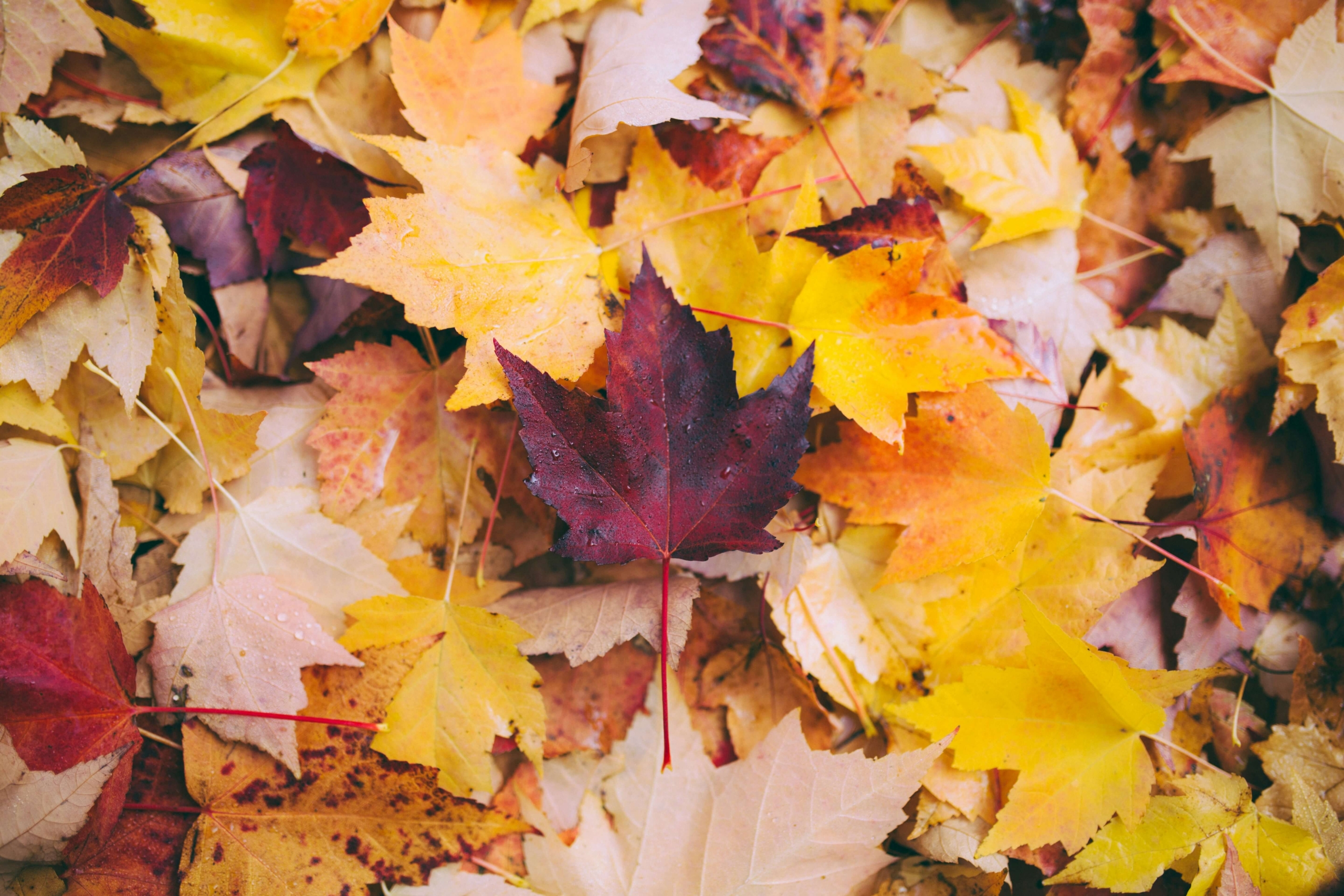 otoño en sevilla