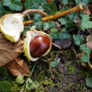 productos de la temporada de otoño