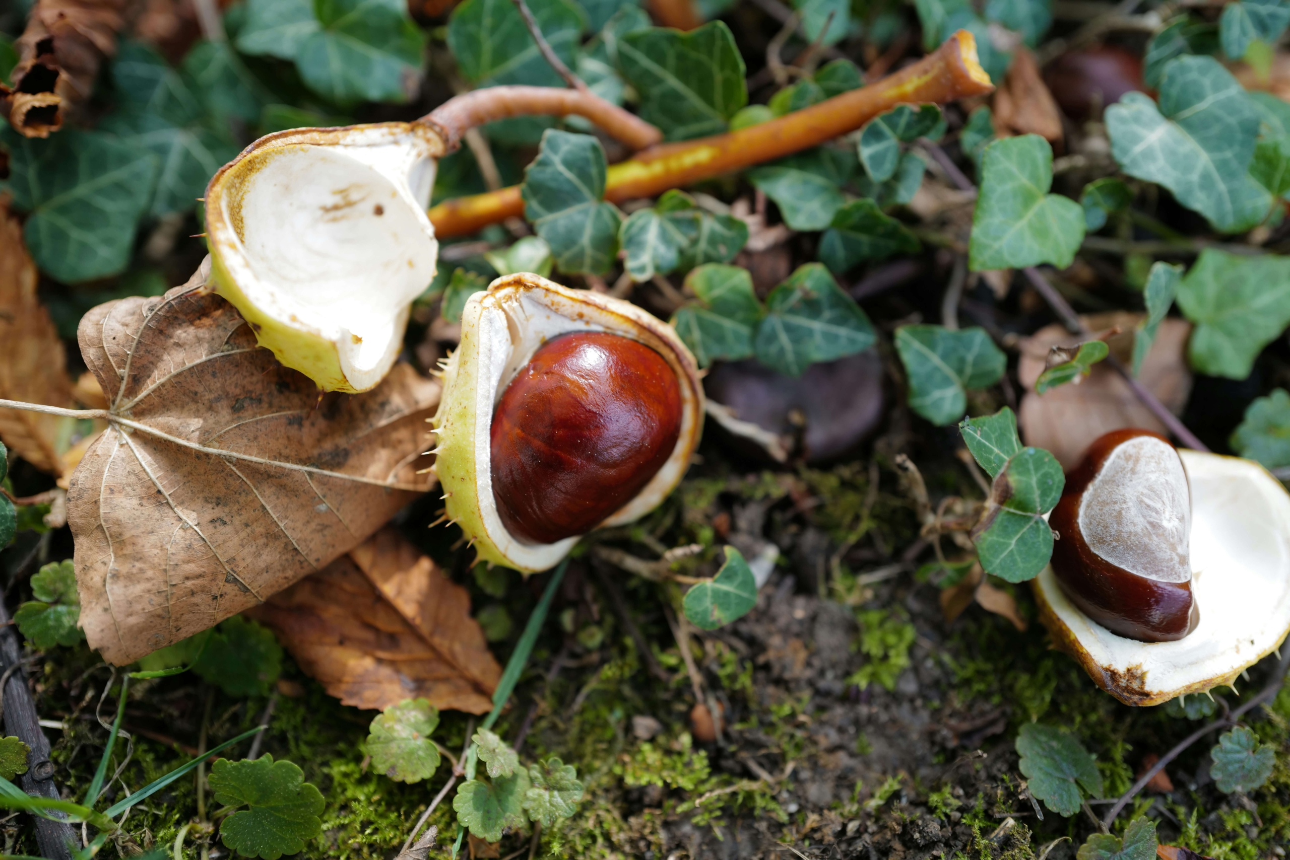 productos de la temporada de otoño