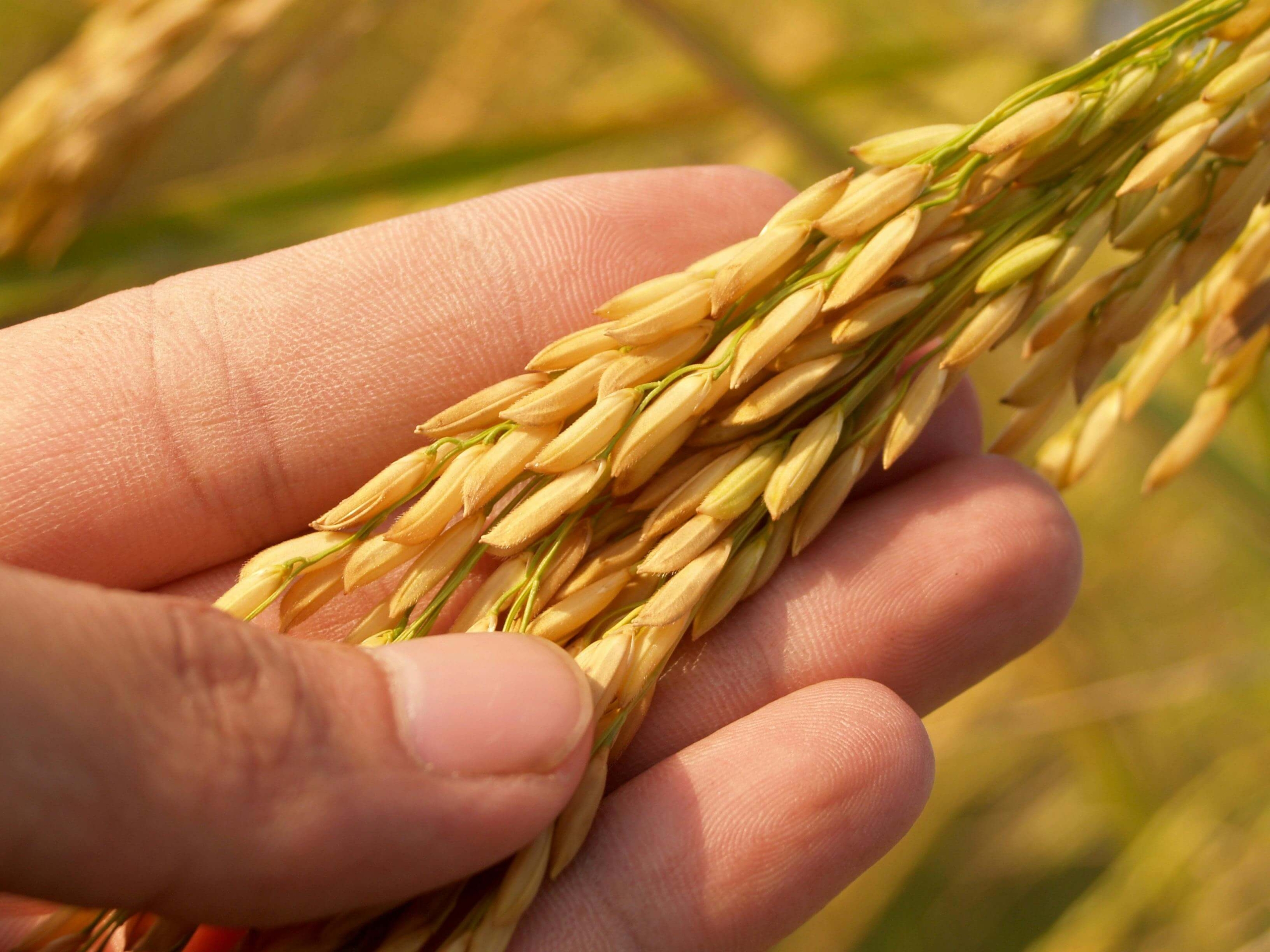 variedades de arroz